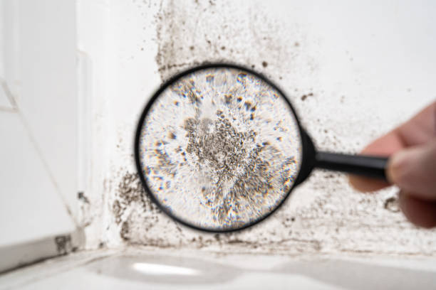 Best Specialized Mold Remediation in USA